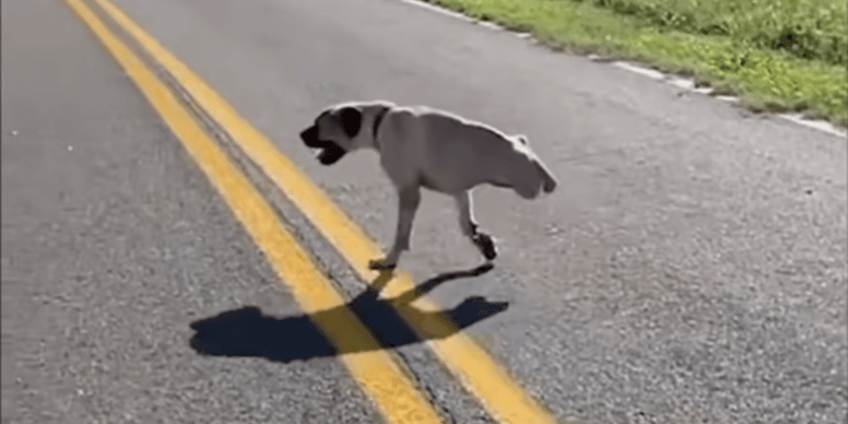 Passersby stunned by the strange creature crossing the road in front