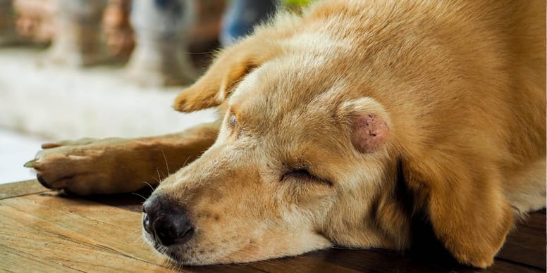 Mastzelltumor Hund Grad 1 Lebenserwartung Mastzelltumor beim Hund: Symptome, Behandlung, Lebenserwartung