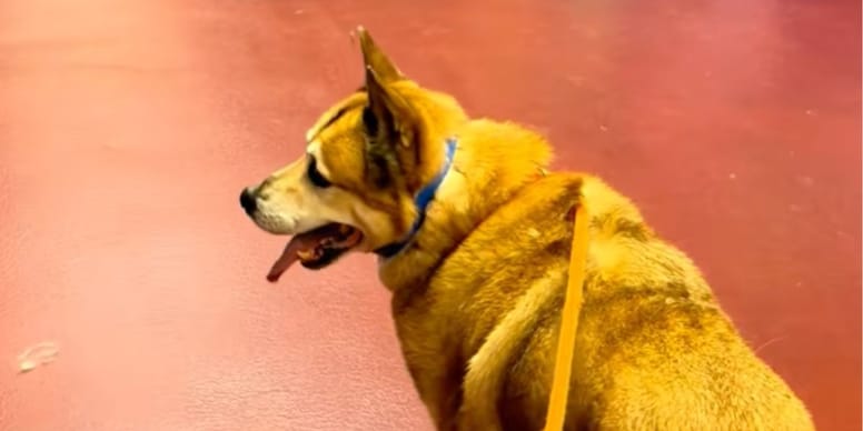 Ce chien senior retourne au refuge 5 ans après son adoption : il roule 21 heures pour rencontrer son âme sœur