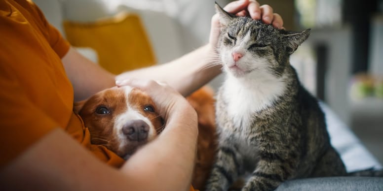 Hunde und Katzen machen genauso glücklich wie 84.000 Euro Einkommen im Jahr