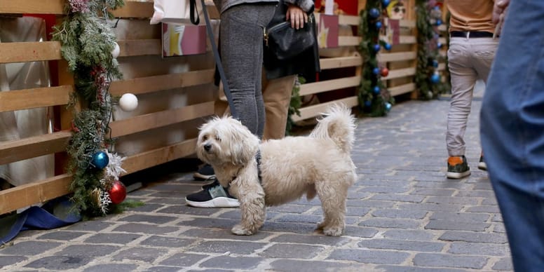 ¿Puedo ir a los mercadillos de Navidad en España con mi perro? Aquí tienes la guía definitiva