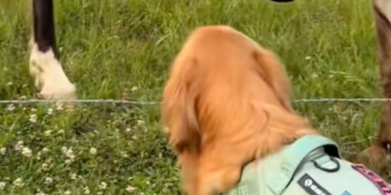 Golden Retriever's morning ritual with farm animals has everyone in tears (video)