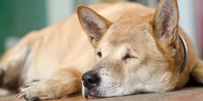 Milztumor beim Hund Wann einschläfern?