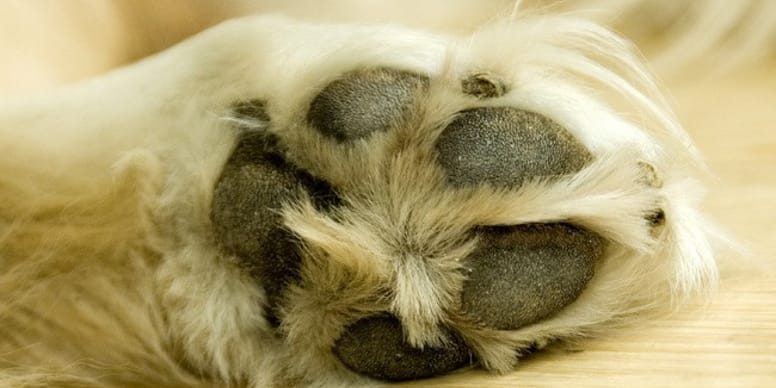 Entretien des ongles et des pattes du chien