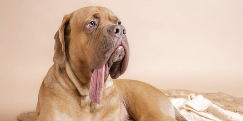 Dog with the world's longest tongue enters Guinness World Records 2026 (video)