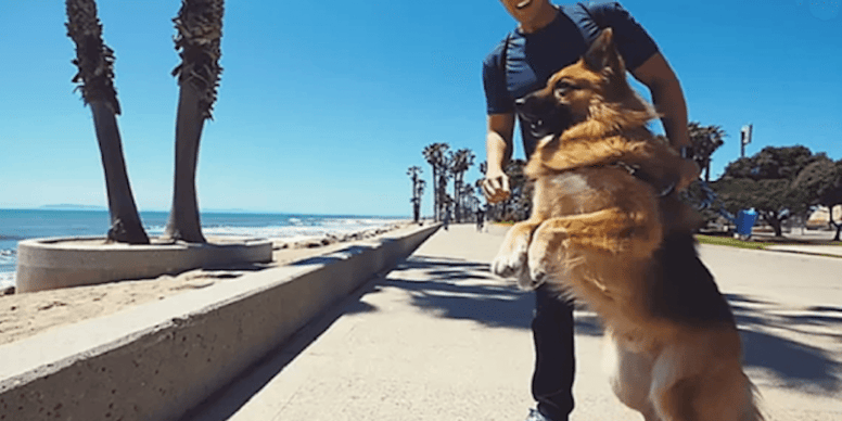 Rescue German Shepherd screams with happiness when he sees the ocean