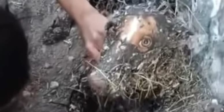 La desgarradora imagen de una perra atrapada en alquitrán que conmociona a Almería
