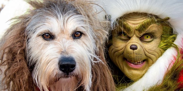 Perro del Grinch nombre, raza y curiosidades