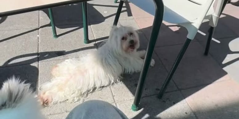 Más de 2 millones escandalizados por el perro "tranquilo" que desata una bronca en una terraza