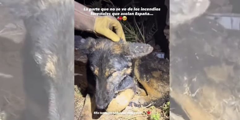 Las víctimas olvidadas de los incendios: el rescate de una perrita quemada que dio voz a miles de animales