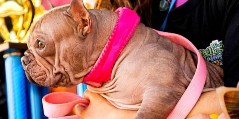 Bulldoggen-Mix beeindruckt Jury: Petunia ist „der hässlichste Hund der Welt“