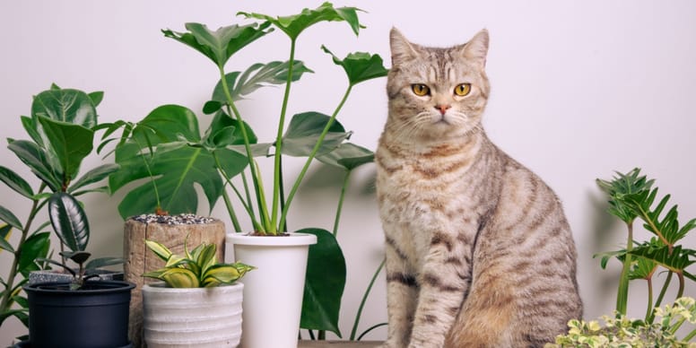 Philodendron und Katzen: giftig oder harmlose?