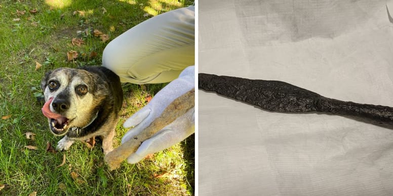 Sensacyjne odkrycie w Limanowej. Pies znalazł zabytek, który wieki przeleżał pod ziemią!