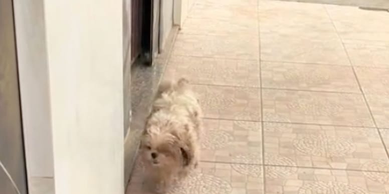Ce petit chien s'enfuit de chez lui : il se rend exactement au même endroit tous les jours (vidéo)