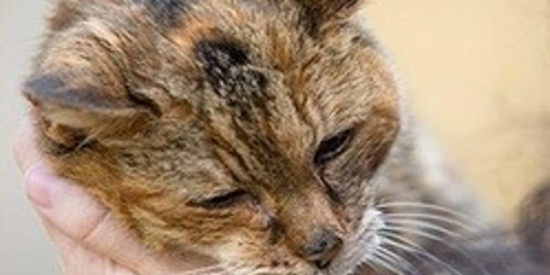 Poppy Le Chat Le Plus Vieux Du Monde Est Decede A L Age De 24 Ans
