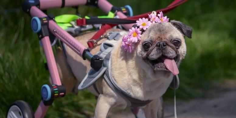 „Besser töten lassen. Lohnt sich eh nicht mehr!“ Schicksal von Mops