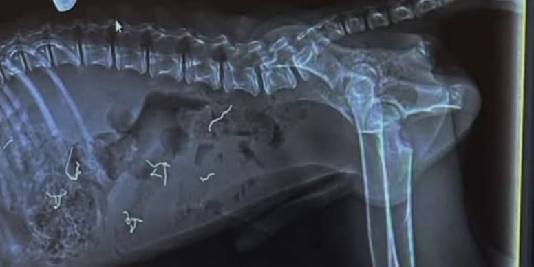 Cucciolo sdraiato in clinica, radiografia mostra filo di ferro nel corpo