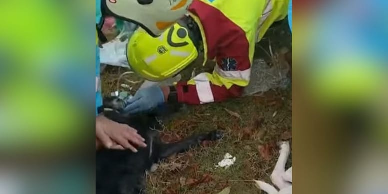 Logran sacar a varios perros de las llamas en Valdemoro, pero… ocurrió lo peor