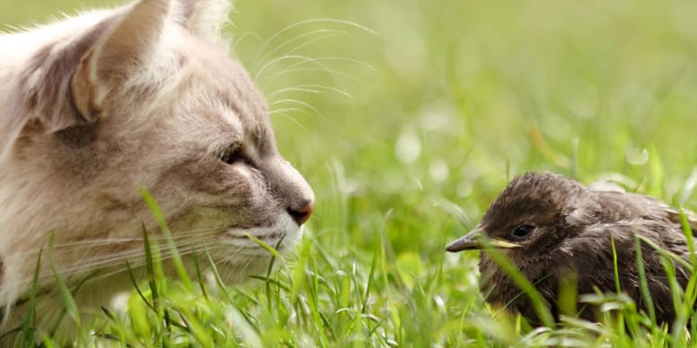 UPDATE: Rechter beslist – katten mogen gewoon naar buiten blijven