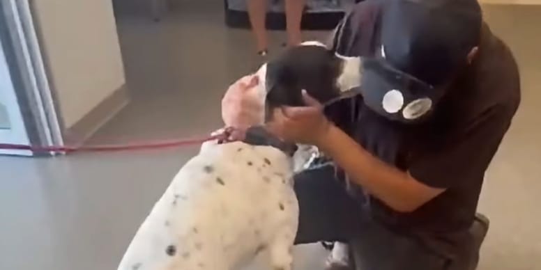 Dog missing for over eight months is reunited with owner thanks to the magic of Facebook