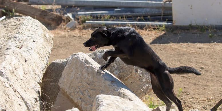 Nobody wanted to adopt this rescue dog, but now she is a life-saving hero