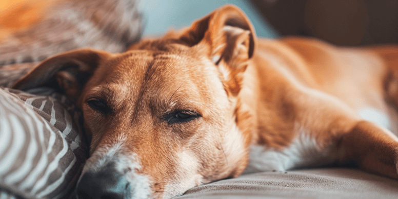 Schlaganfall bei Hunden: Symptome, einschläfern, Video