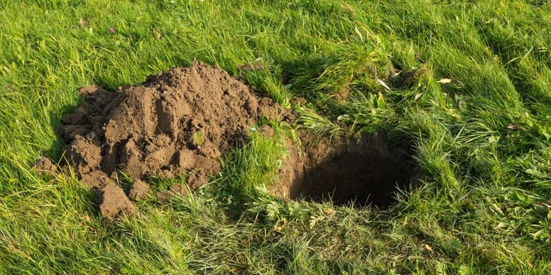 Man begraaft zijn overleden kat in de tuin de volgende ochtend staat hij perplex!