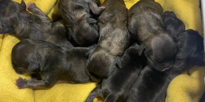 Sieben neugeborene Welpen unter Büschen ausgesetzt: Ein Wettlauf gegen die Zeit