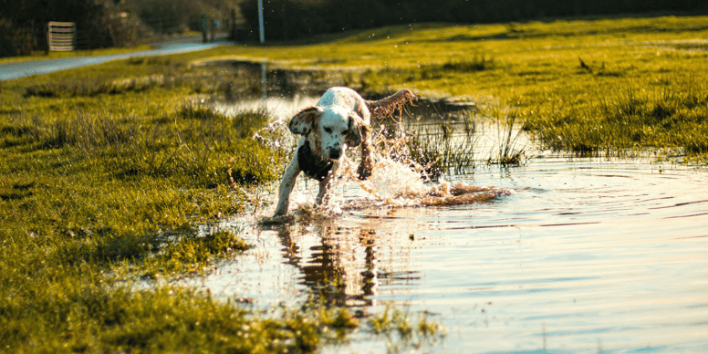 Owners warned about dangers of pet drinking water, as UK braces for heatwave