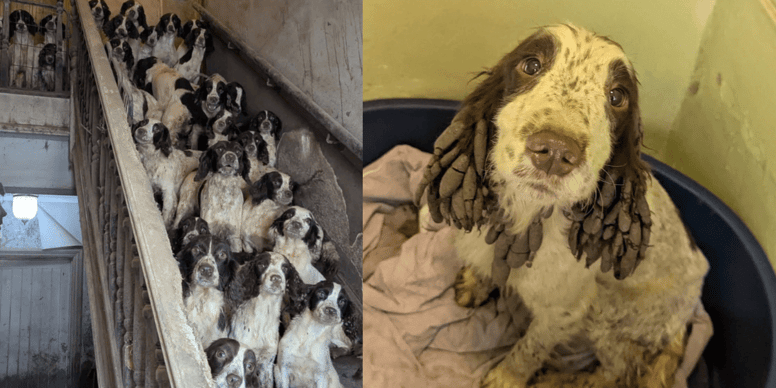 Man from Doncaster found guilty of neglecting 84 dogs and 2 cats