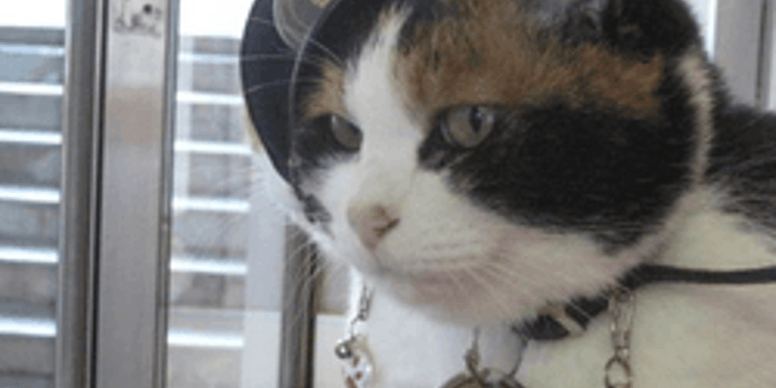 Le Japon Pleure Tama Le Chat Qui Avait Sauve Une Gare