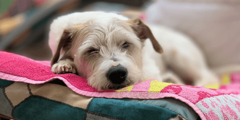 RSPCA warns owners of the dangers of using damp towels the wrong way this summer