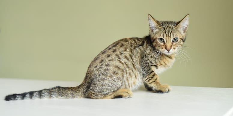 Teuerste Katze der Welt Eine Katzenrasse ist viel Geld wert