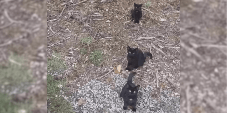 Test na spostrzegawczość. Czy umiesz dostrzec czwartego kota na tym zdjęciu?