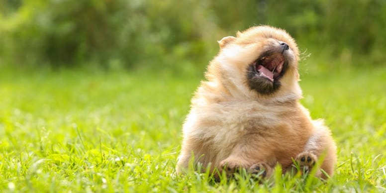 es normal que los perros tengan mocos
