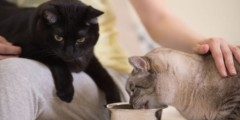 Hoe lang moeten katten aan elkaar wennen? Advies van Kattengedragsdeskundige