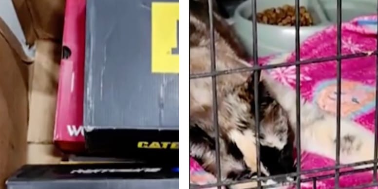 Una pareja envía por error a su gato en una caja de Amazon: llega 6 días después