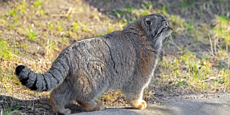 À 5 000 mètres d’altitude, un chat de Pallas apparaît pour la première fois dans l’Himalaya