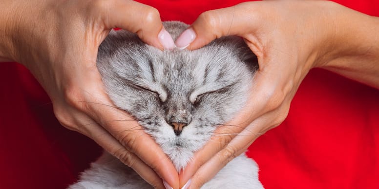 Votre chat vous aime : 6 signes scientifiques à connaître