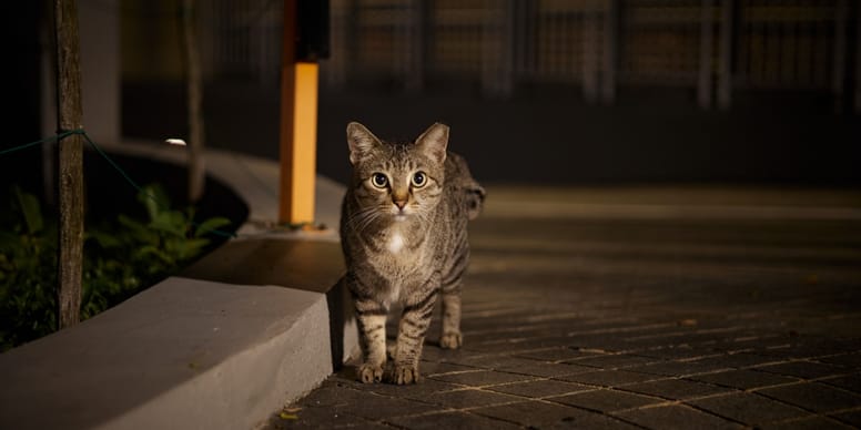 Comment faire rentrer son chat le soir : 10 conseils