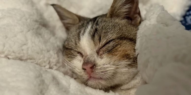 Oil-covered kitten can't walk, and the vet's diagnosis shocks rescuers