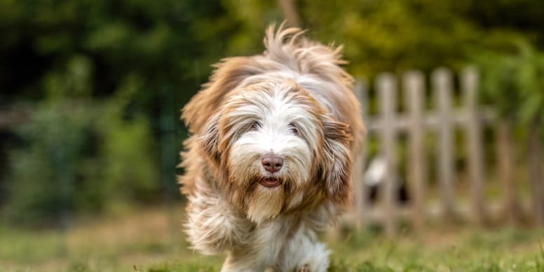Une villa à 2 millions de dollars aménagée pour un chien