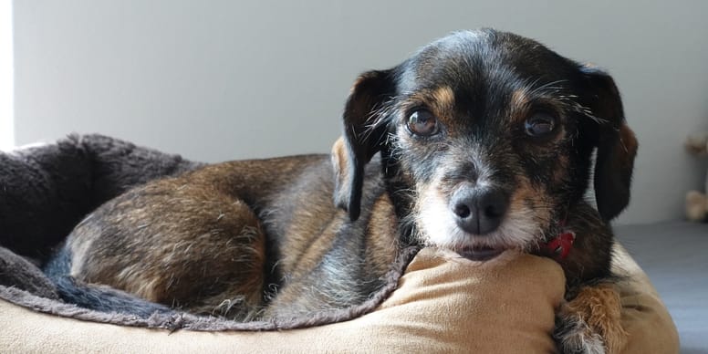 This is the phrase that calms dogs down the quickest, according to experts