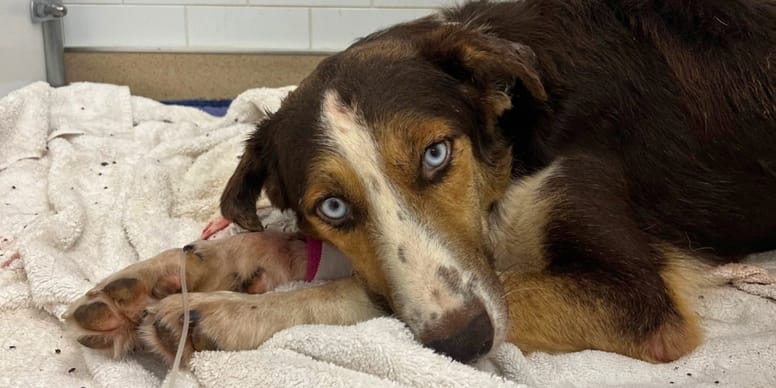 Dog covered head to paw in over 1,000 ticks leaves vets stunned