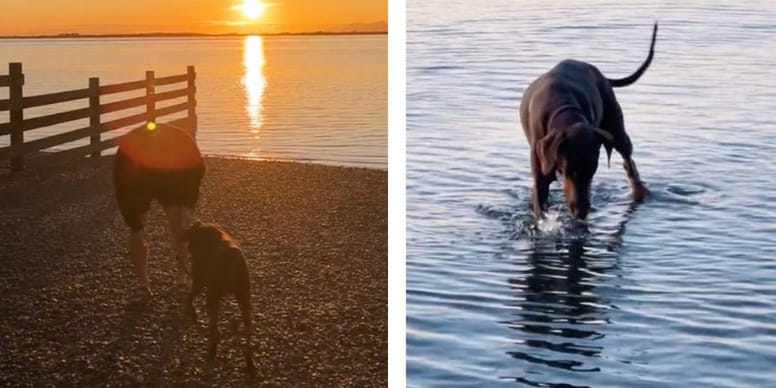 Dire adieu à son chien : offrir ses derniers moments avec amour