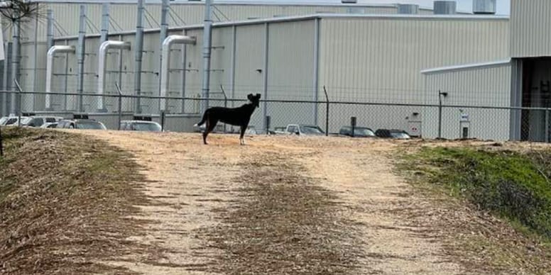 Porzucona suczka nie chce wypuścić z pyska rękawiczki. To wszystko, co jej zostało