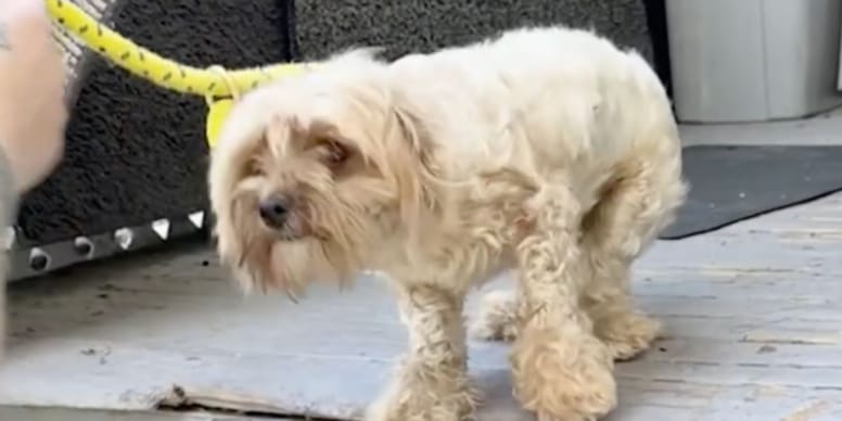 Chien aspergé d’essence et chatons abandonnés : une intervention poignante