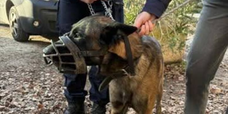 Pies porzucony pod zamkniętą w ferie szkołą. Do smyczy przywiązano mu bezduszną wiadomość