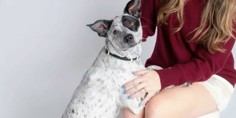 Woman adopts rescue puppy: years later, an unexpected text reveals his past