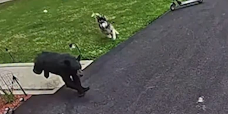 Quand la chienne sauve un enfant d’un ours : l’héroïsme de Bella